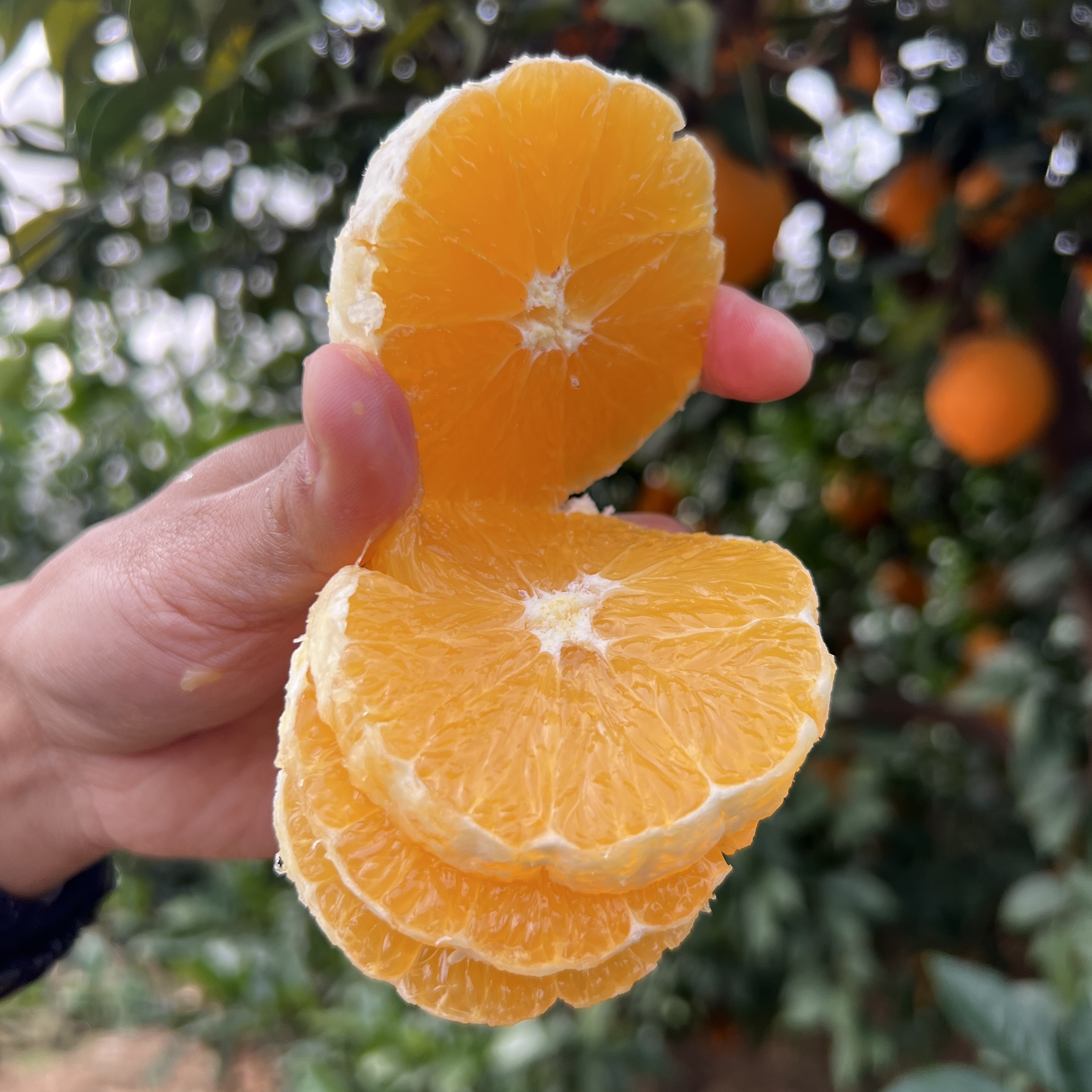 【中大果10斤】赣南脐橙原产地直发现摘现发橙子新鲜采摘寻乌赣橙