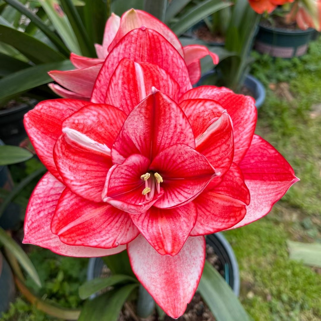 〔爱的选择/伊迪斯5厘米 〕福利日限量分享重瓣 苗情好 包对版