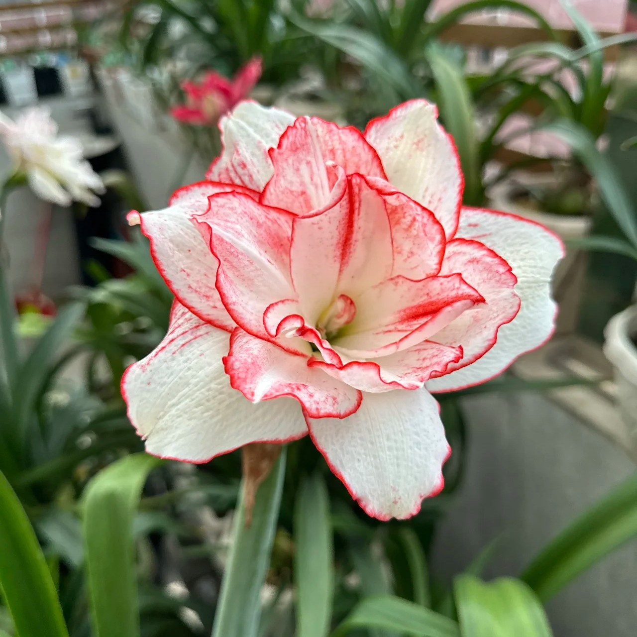 〔  朱顶红 花瓣衬裙5–6厘米】福利购 澳朱重瓣 包对版