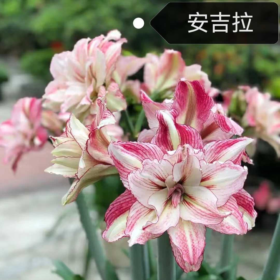 〔朱顶红 普货精品系列〕安吉拉 鬼魅等 苗情好包对版