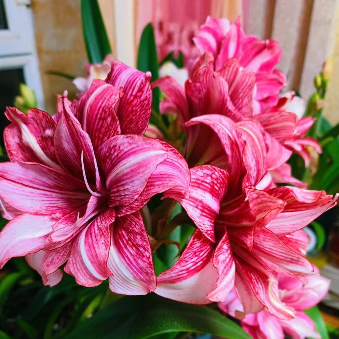 【  朱顶红 紫金4厘米】 台朱 苗情好包对版