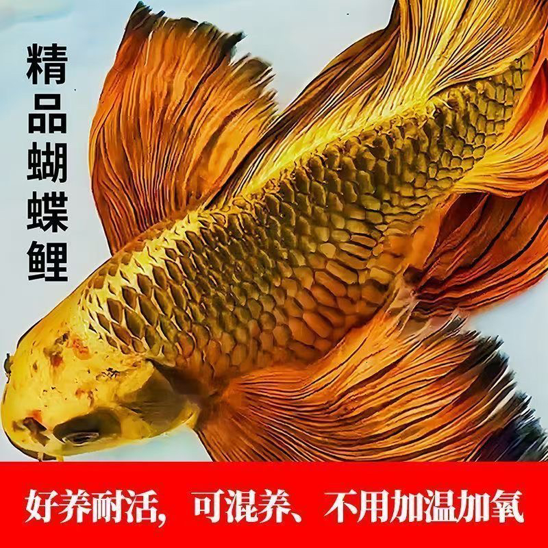 蝴蝶鲤球身短身普身贵妃蝴蝶鲤金龙凤蝴蝶黑彗星观赏鱼耐活好养