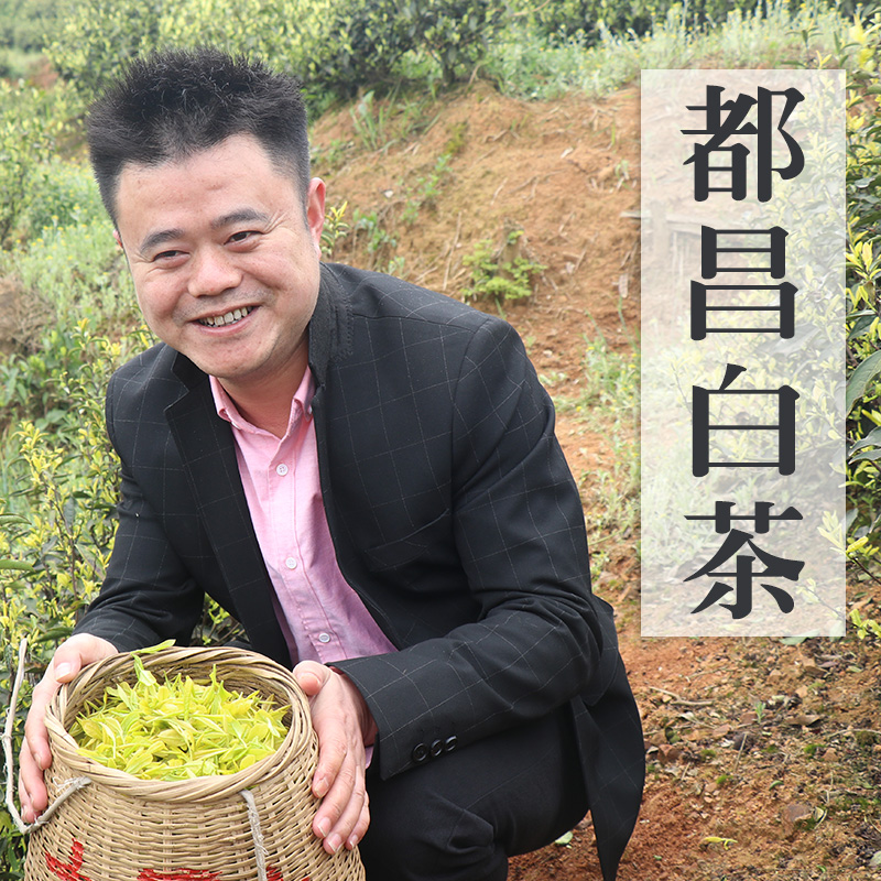 都昌白茶头采2025新春茶上市