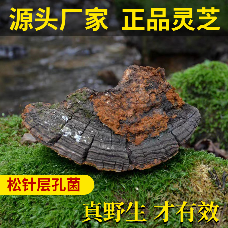 藏特美西藏松针 煮水 泡酒 500g 精修切块 松针层孔菌