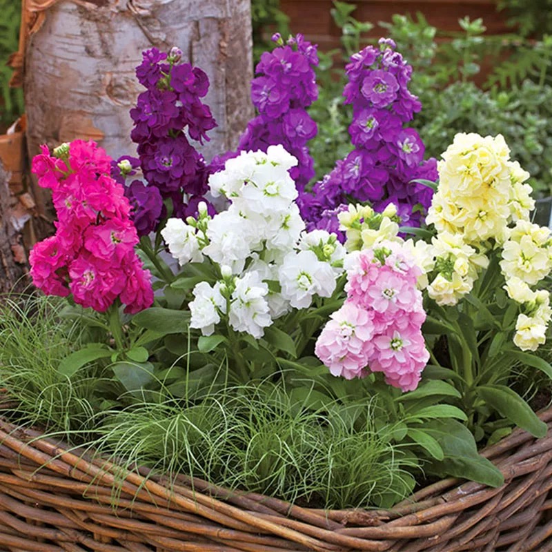 120#紫罗兰盆栽庭院室内阳台花卉盆栽多年生花期长耐寒带花发货