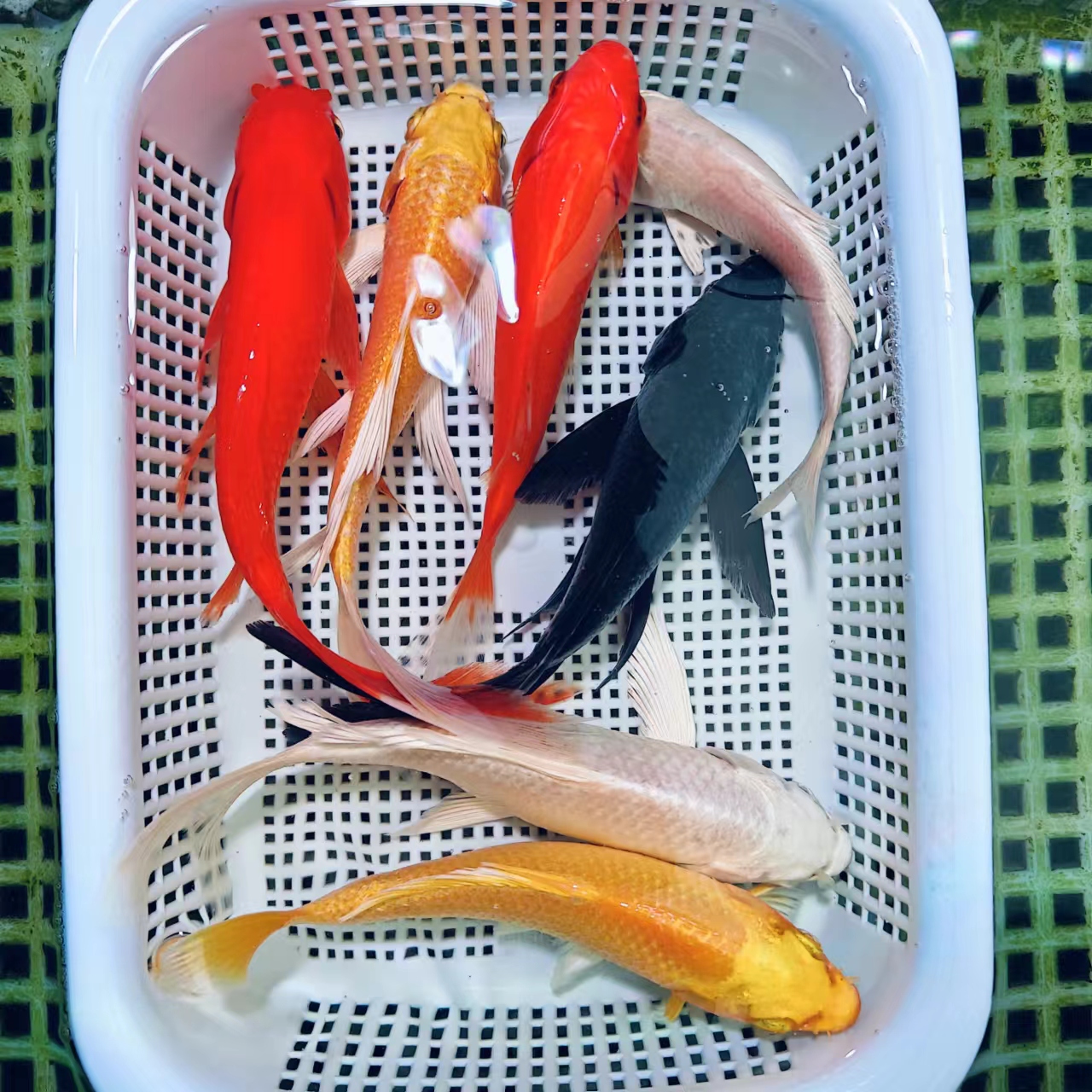 【共7条 10-12cm 】黄白红黑+龙  组合 混搭观赏鱼活体超萌好物