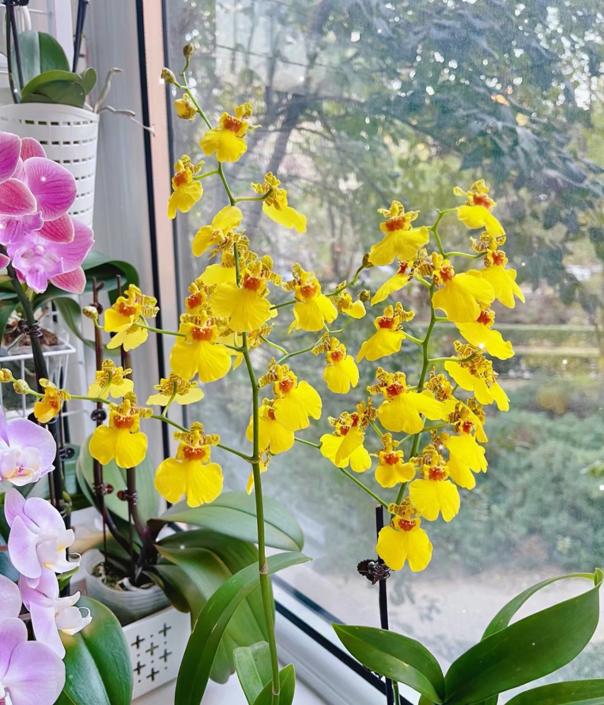 跳舞文心兰蜜糖室内绿植