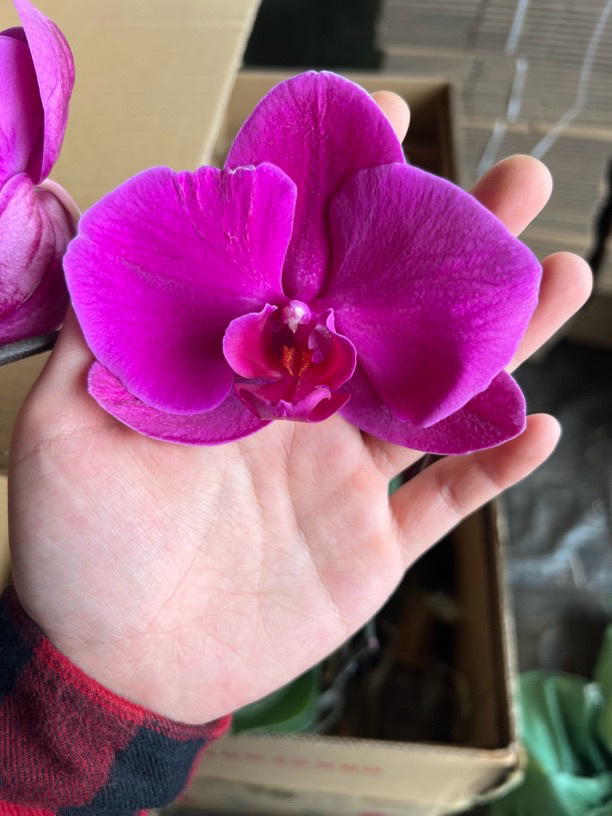 蝴蝶兰——富贵红(任意两颗包邮只拍一颗发苗)