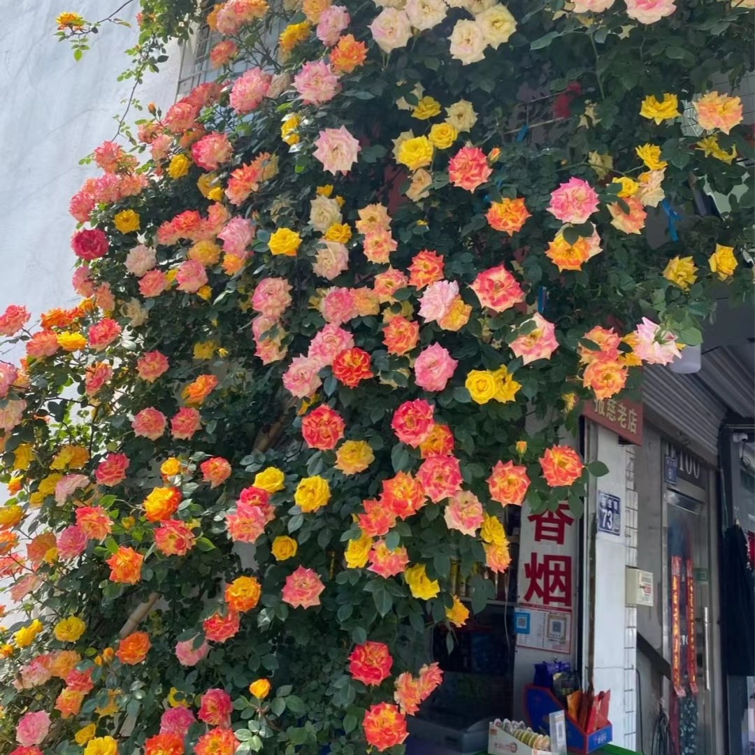 天狼 藤彩虹 月季玫瑰丰花爬藤拱门藤本月季庭院
