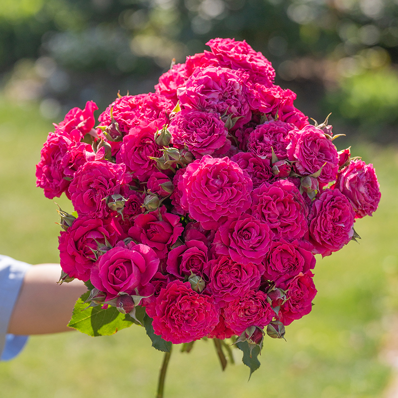 天狼月季 胭脂果冻 自育月季玫瑰 耐热大花灌木月季