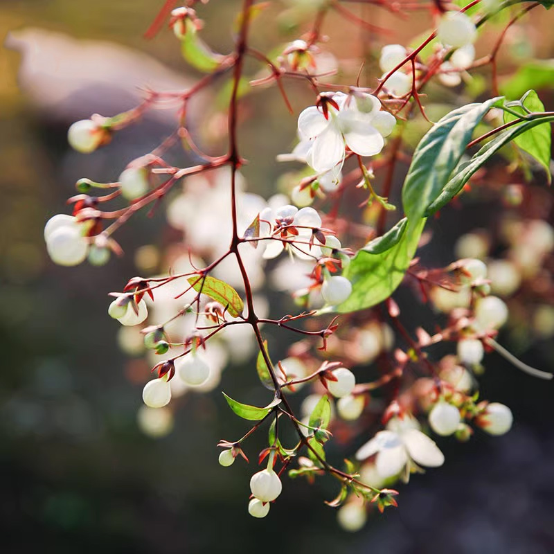 双11 天狼   垂丝茉莉 茉莉花盆栽