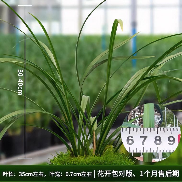  【萌兴兰幽合作社】兰花直播间专拍一物一拍裸根发货优质苗种植