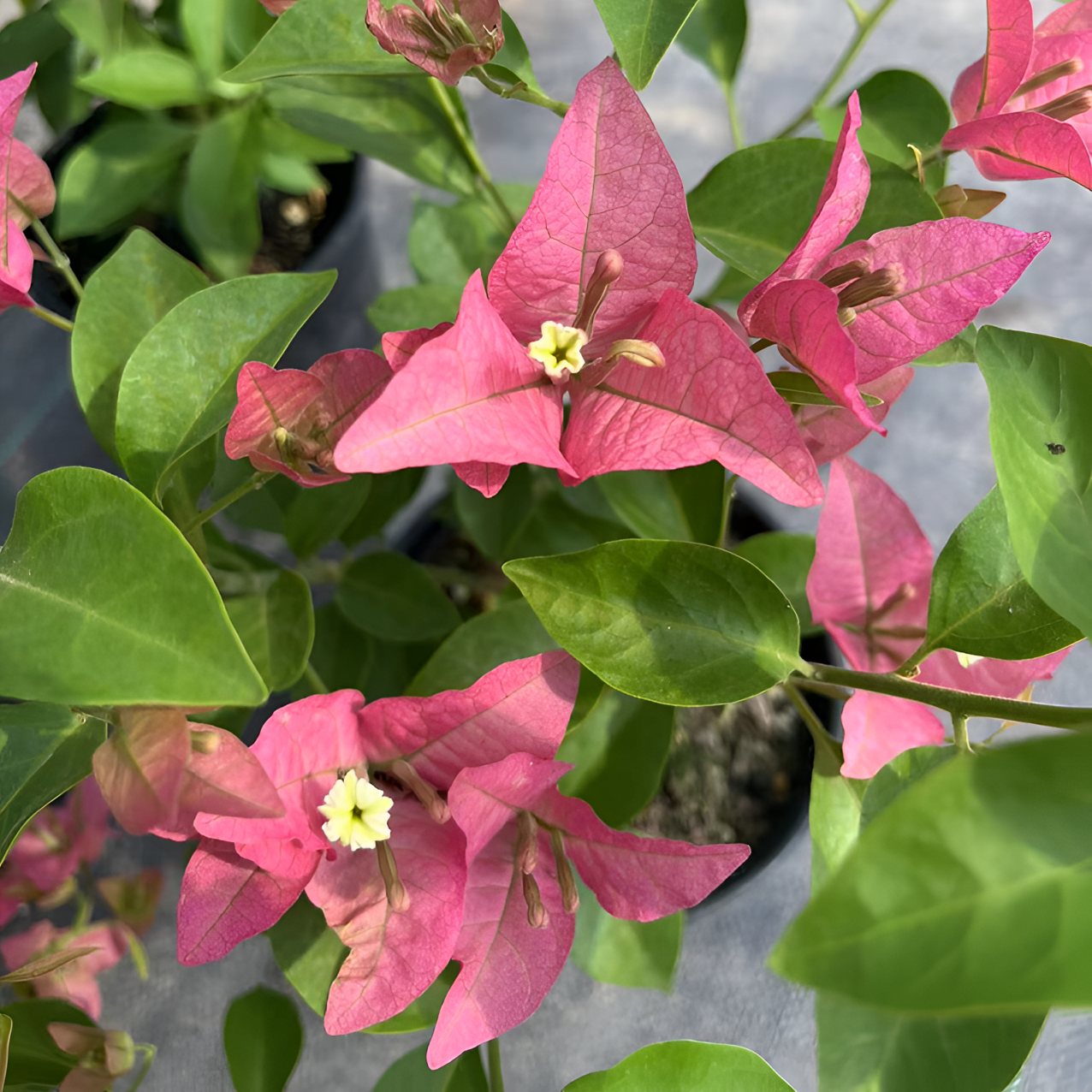  三角梅【卡亚塔】盆栽苗四季开花耐热好养盆栽