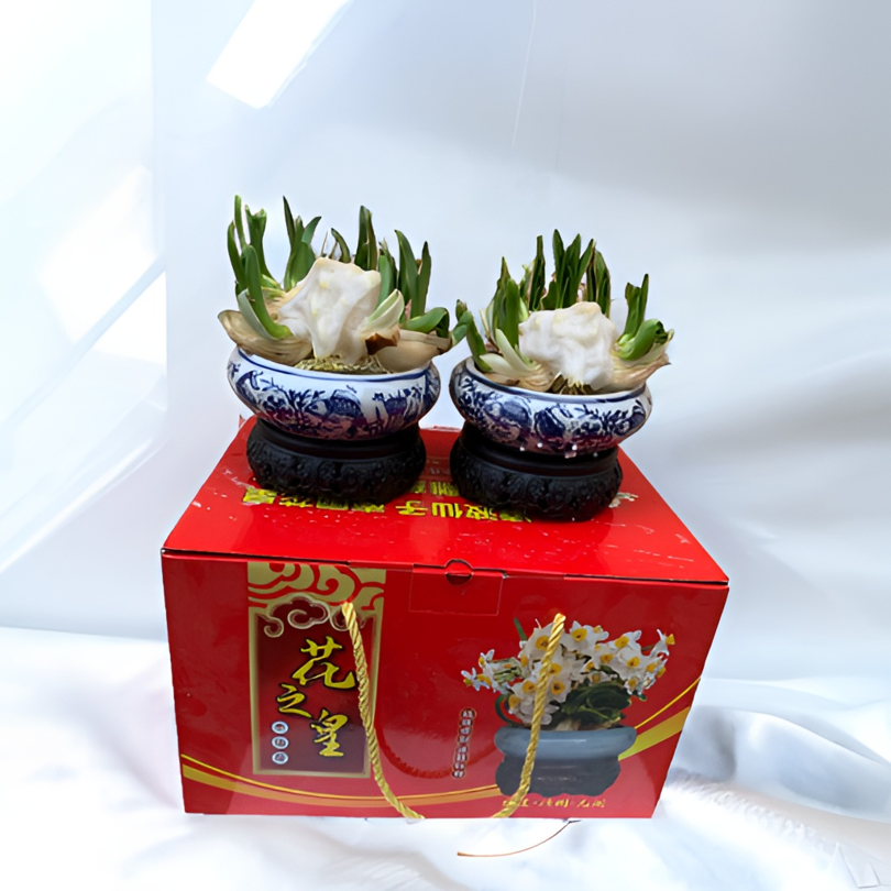 正宗漳州雕刻水仙水培好礼盒装
