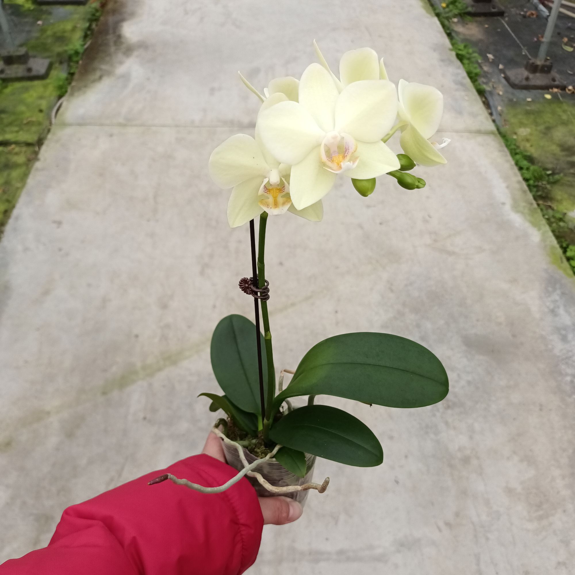 蝴蝶兰盆栽室内花卉四季开花