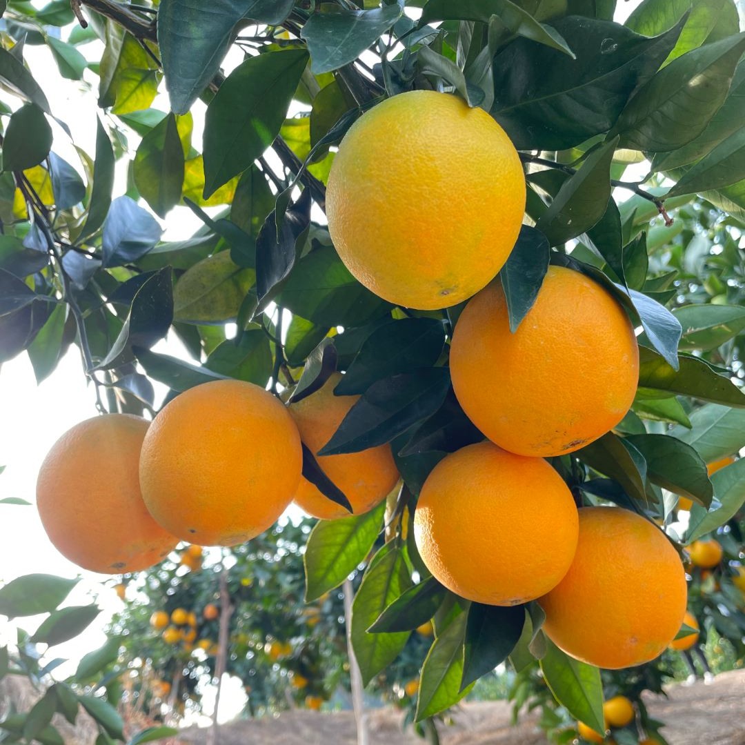 武平脐橙10斤装九甜一酸鲜甜多汁新鲜正宗爆甜脐橙5清甜包邮