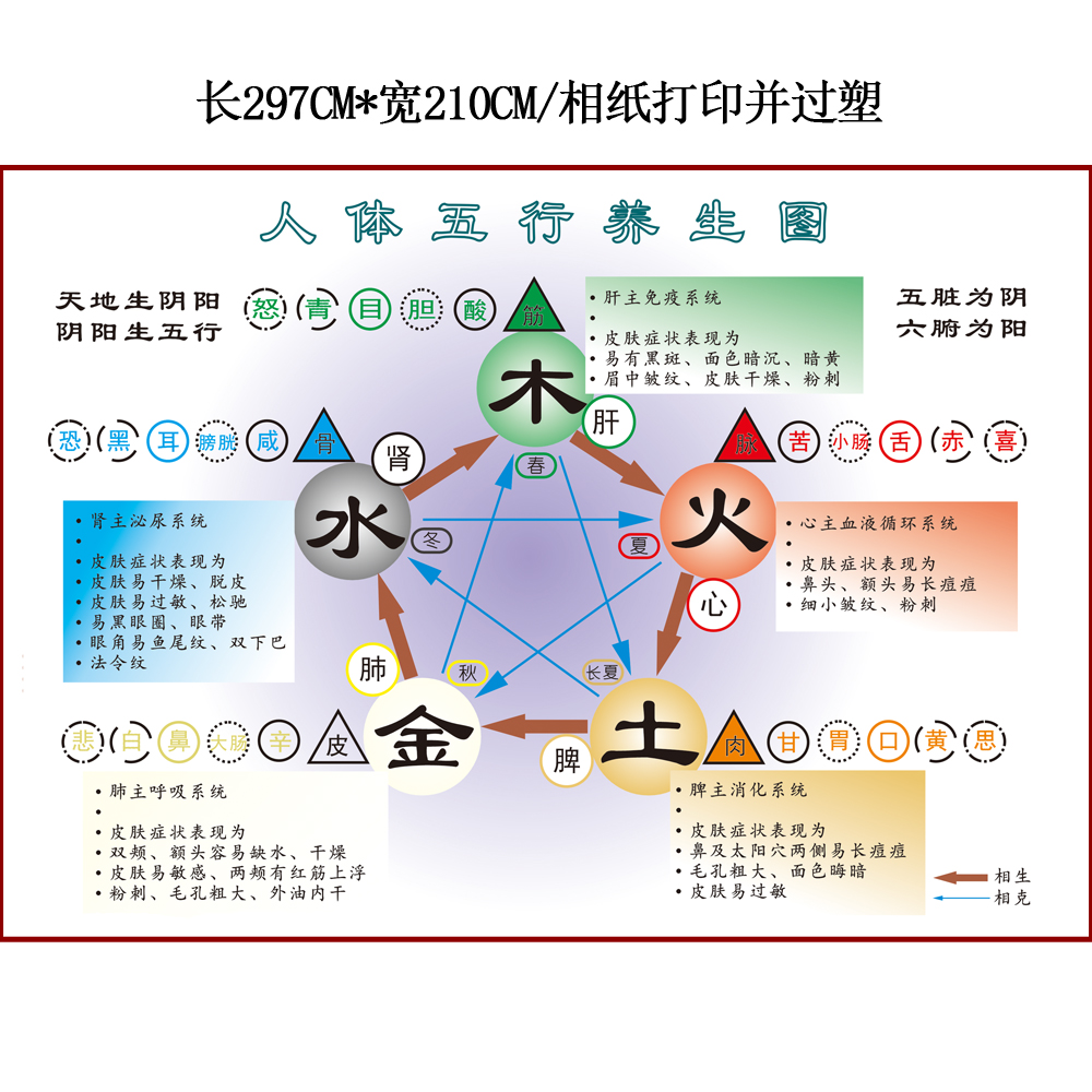 人体五行养生表学习挂图挂画