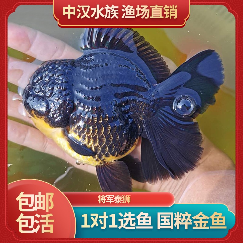 【下单专用】泰狮F1百褶将军淡水观赏鱼