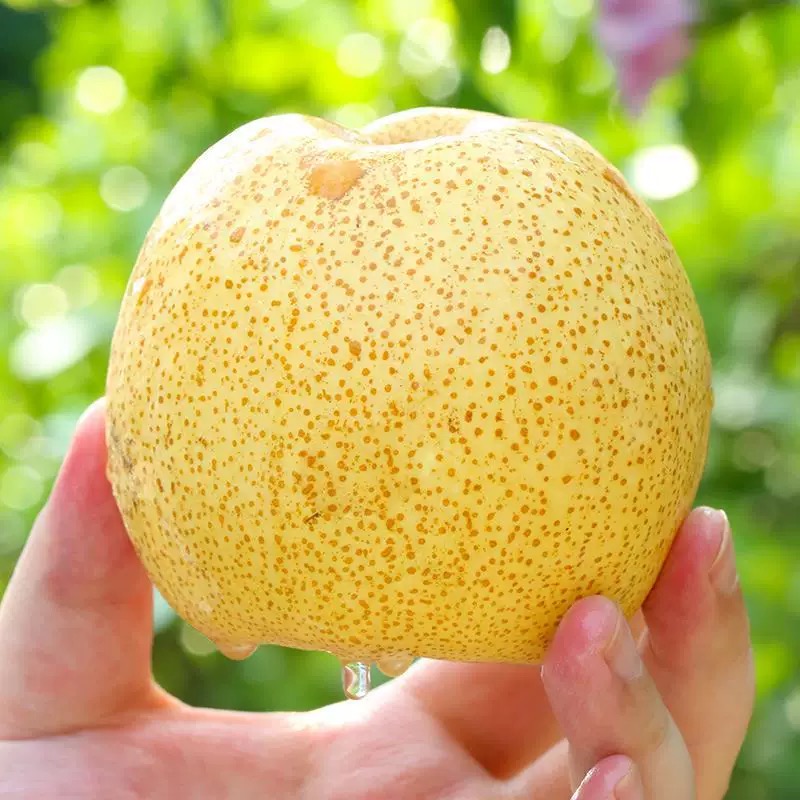 乾县酥梨10斤装中小果