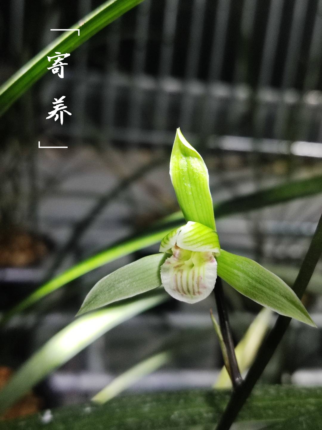 兰花直播兰花盆景清香型细叶寒兰