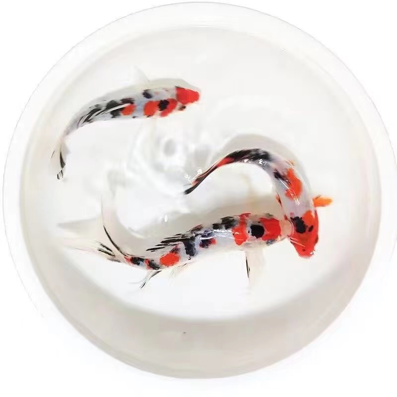 纯种小三色锦鲤包邮包活到家高背鱼池鱼缸观赏鱼好养耐活招财包活