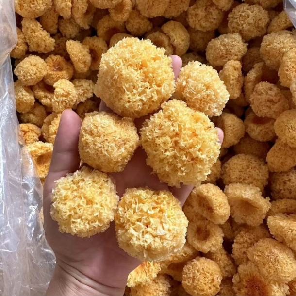 A椴木小银耳野货 胶胶糯糯