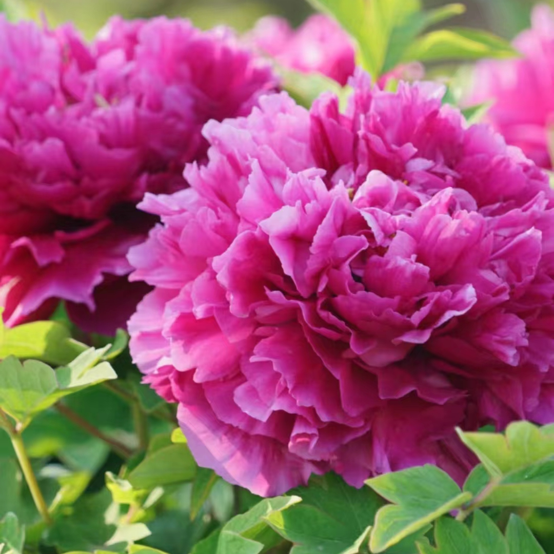 浩森牡丹活动专用菏泽基地直发牡丹芍药