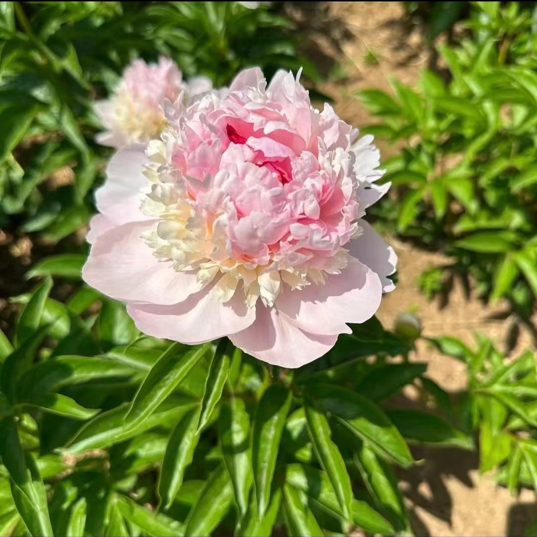 进口芍药（天使脸颊）基地直发对版带芽耐寒好养先发花肥秋天发苗