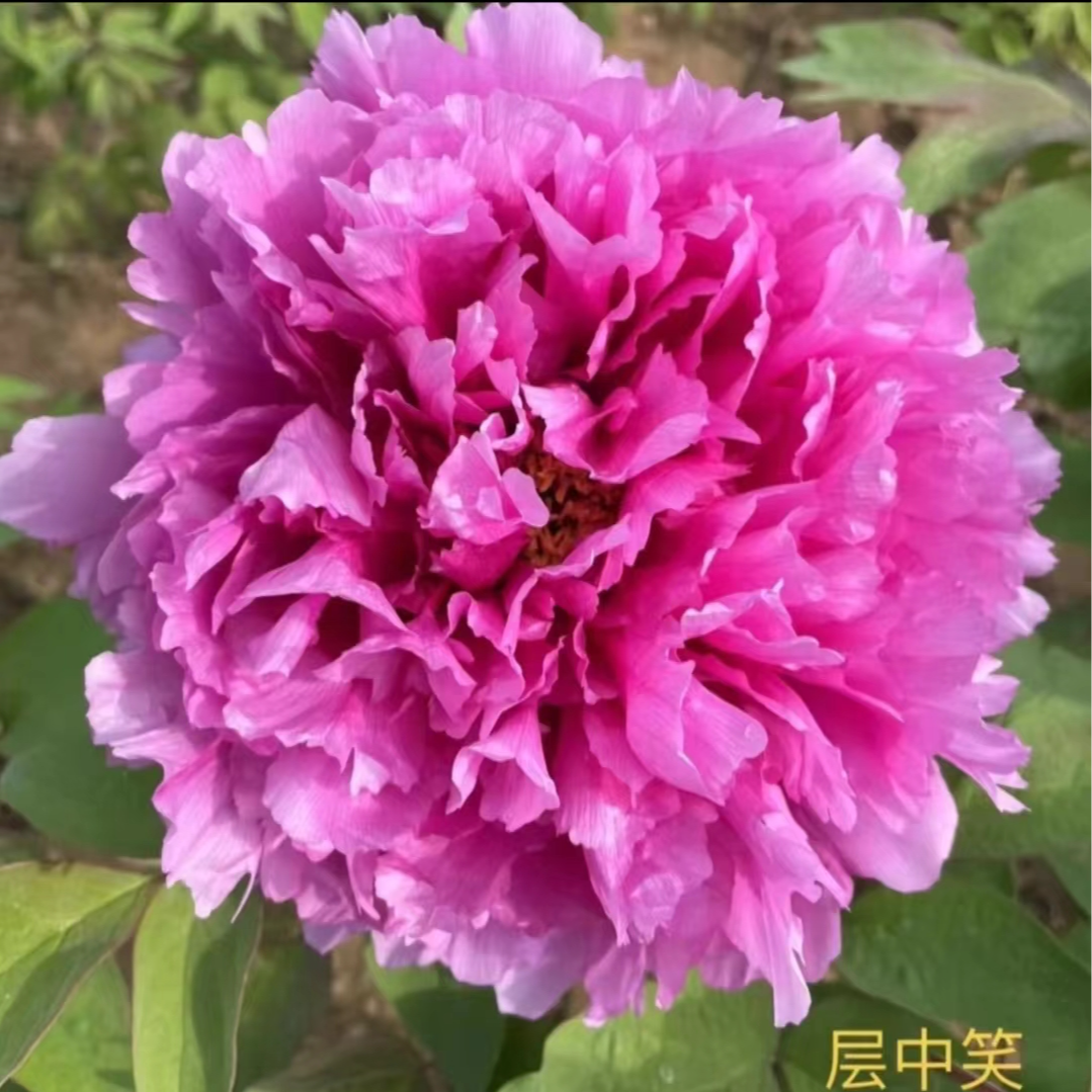 牡丹【层中笑】基地直发包对版庭院种植重瓣大花卉先发花肥秋天发苗