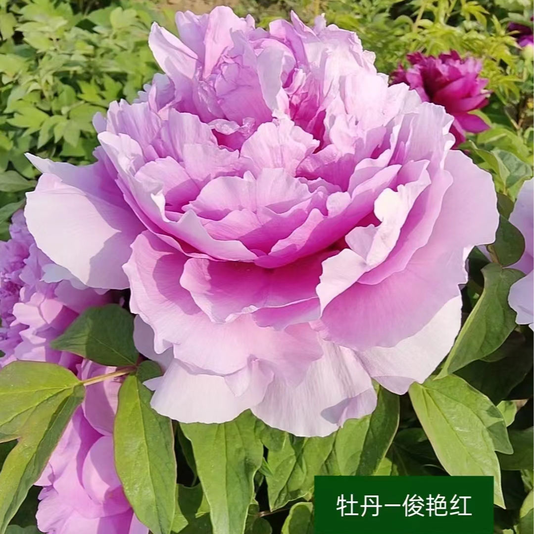 牡丹【俊艳红】基地直发包对版庭院种植重瓣大花卉先发花肥秋天发苗