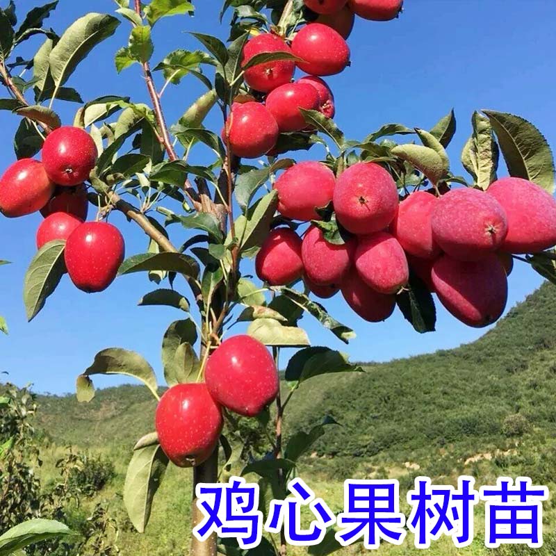 嫁接鸡心海棠果树苗小苹果树活苗苗地栽盆栽南北方种植水果树果苗