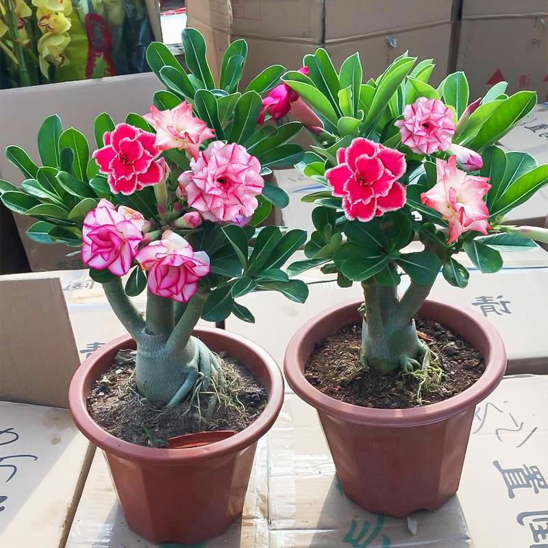 沙漠玫瑰花苗盆栽绿植重瓣四季花卉植物老桩室内阳台盆景开带花苞