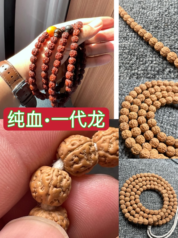 无忧款SSS纯血正统原桩一代龙 金刚菩提