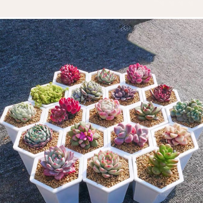 400-597组合18颗迷你可爱花卉盆栽组合新手好养套餐多肉植物幼儿