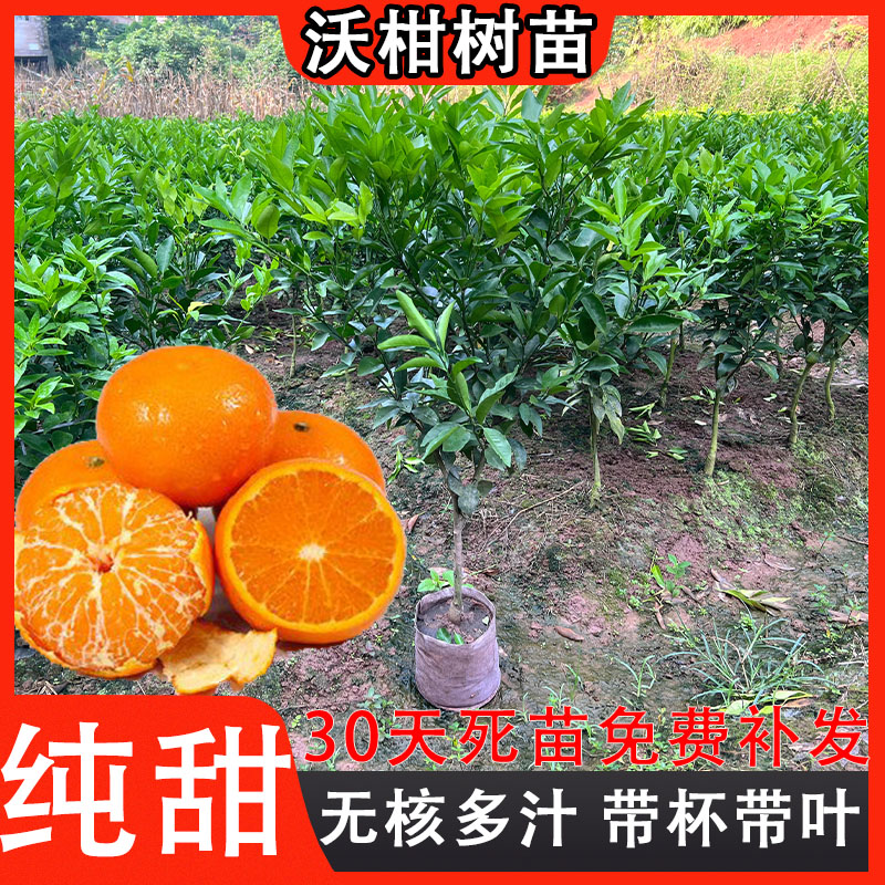 广西沃柑树苗矮化橘子树盆栽武鸣嫁接无籽沃柑果树苗正宗结果种植