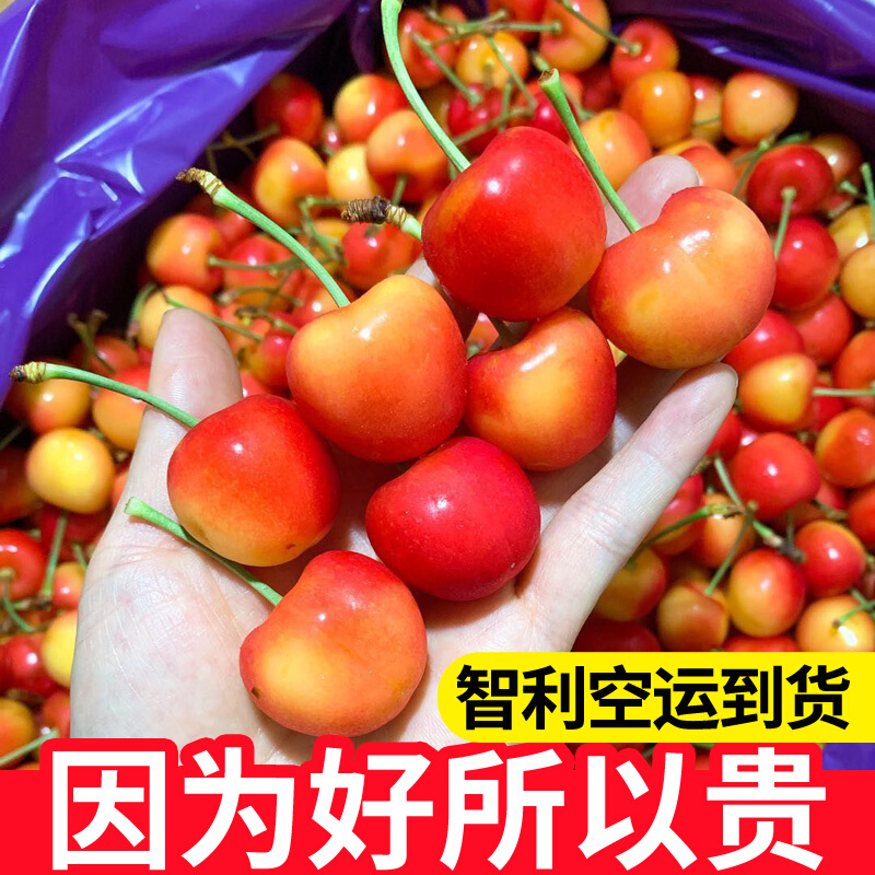 【次日达】智利进口黄金车厘子大樱桃1斤顺丰包邮新鲜水果正宗黄车
