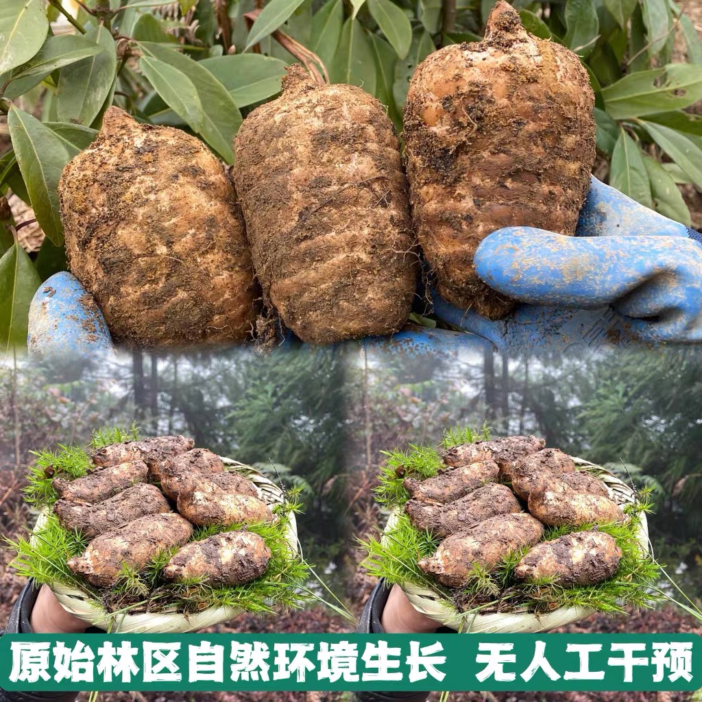 3中果大果正宗云南昭通小草坝高山新鲜天麻坏包赔1斤3斤五斤