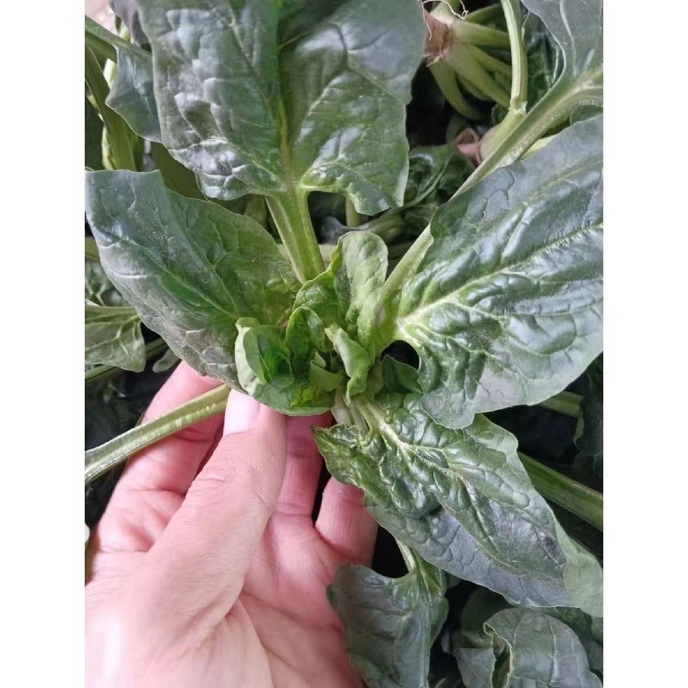 河南露天红跟厚叶趴地菠菜