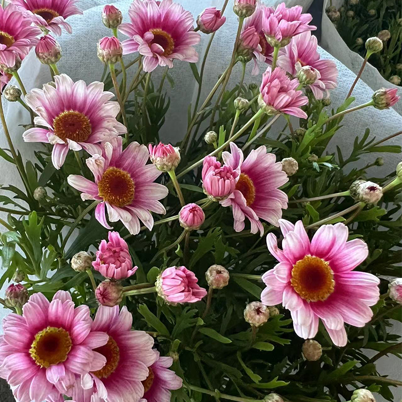 玛格丽特花苗盆栽带花苞菊花球菊糖果玛大花阳台植