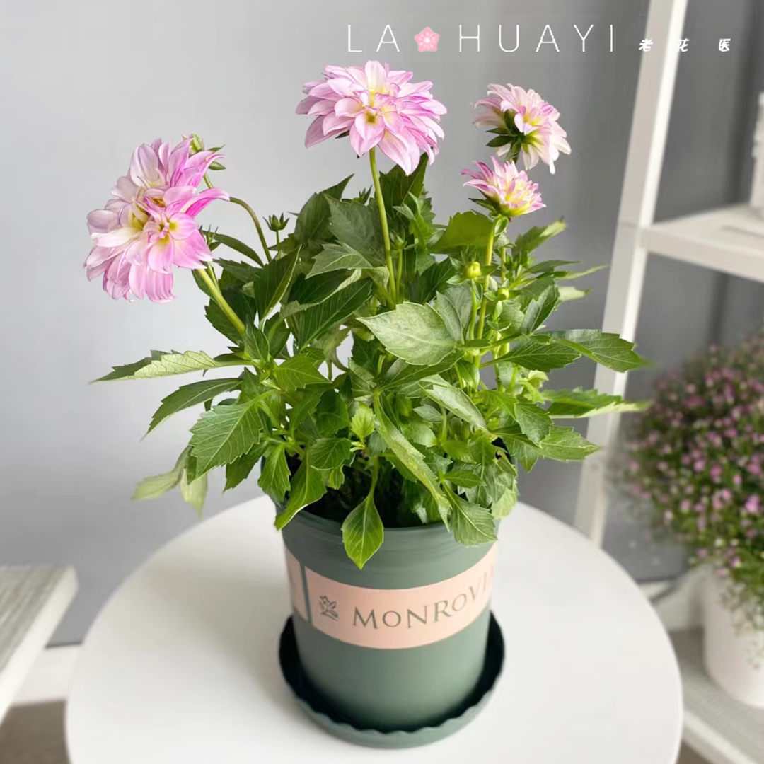 小丽花盆栽花卉阳台庭院多年生花卉花期长耐寒大花