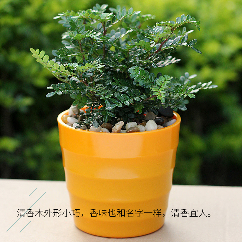 【老花医】清香木胡椒木盆景香绿植盆栽花卉室内外驱蚊草净化空气