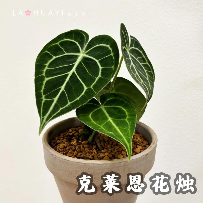 克莱恩花烛热带绿植耐阴客厅玄关摆件颜值高高端绿植