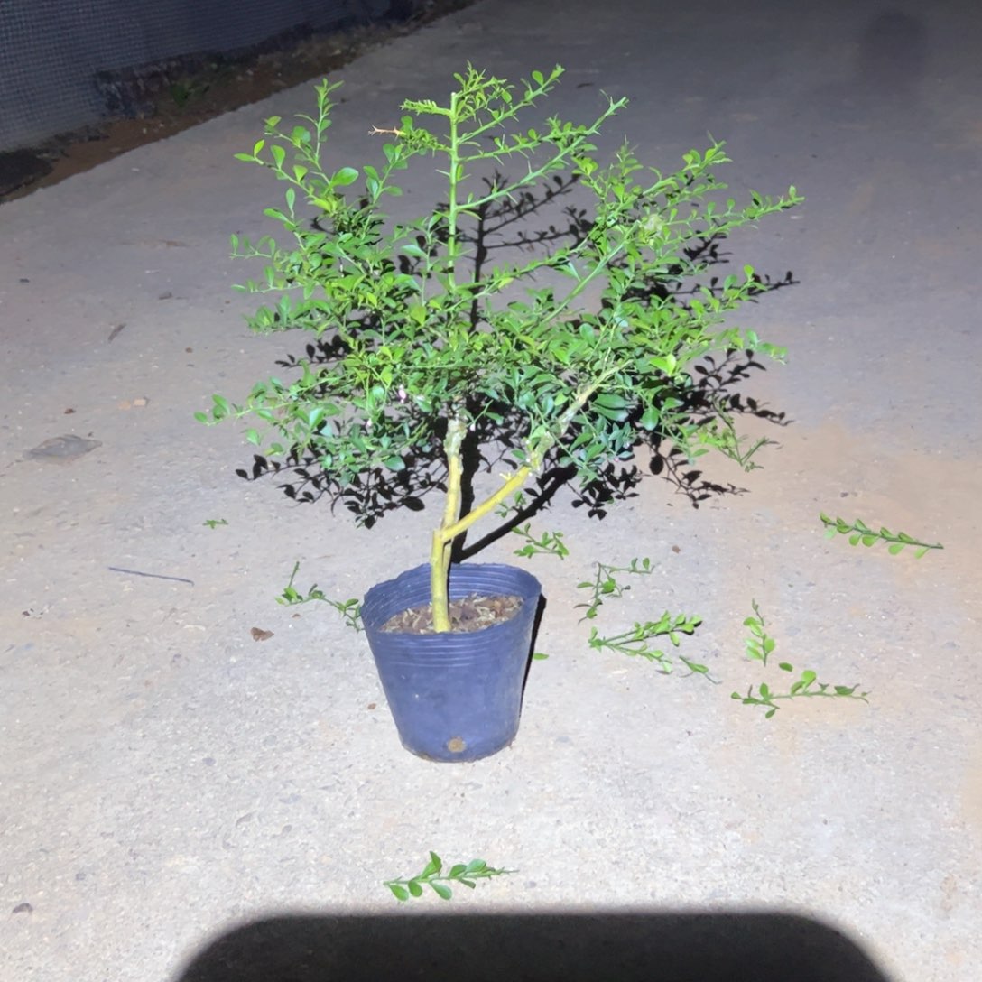 绿植盆栽植物花卉
