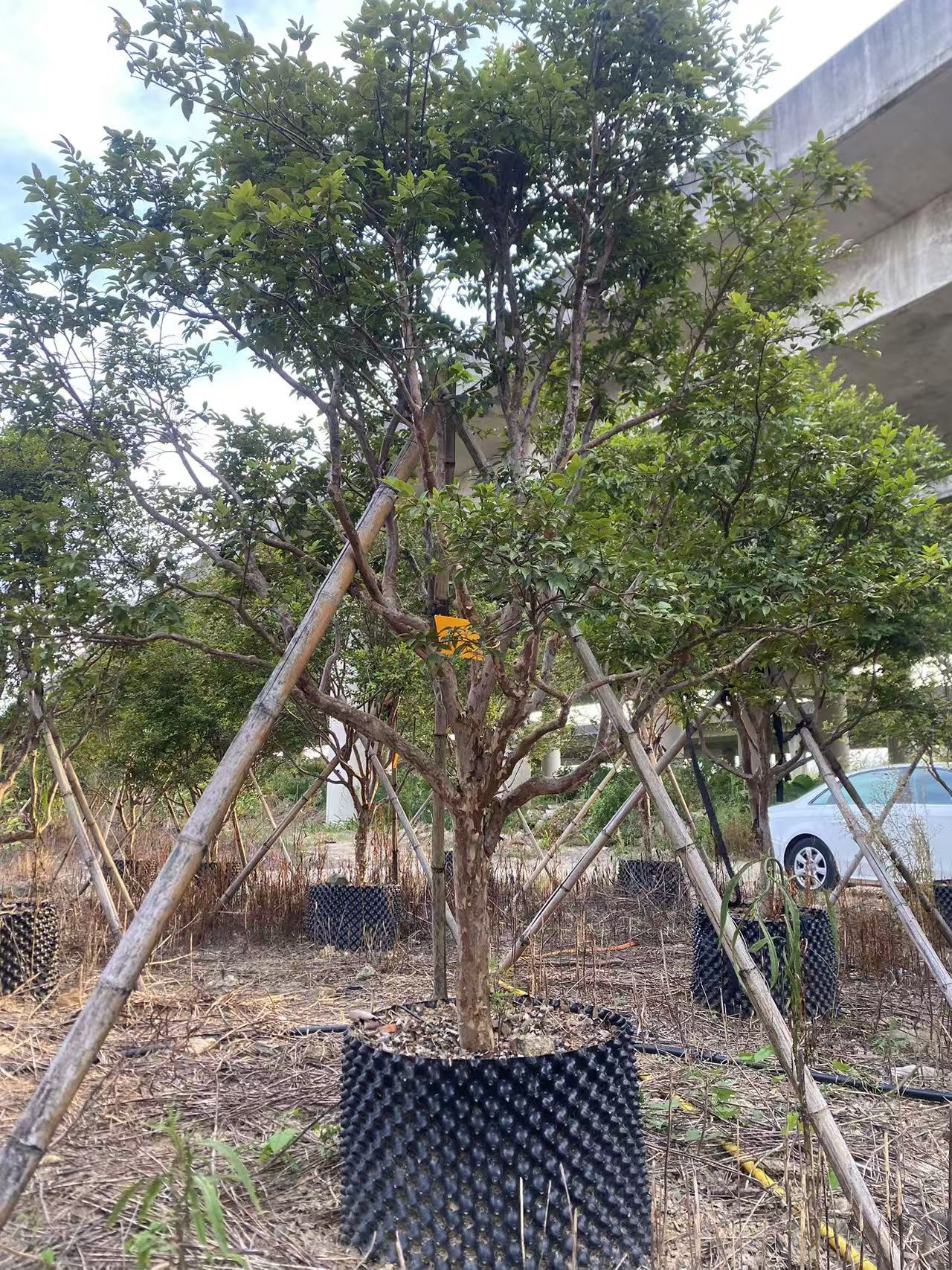 老树沙巴袋装美观庭院植物