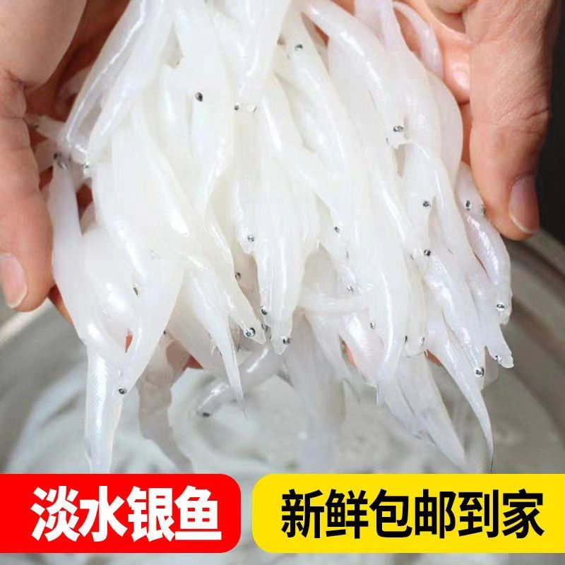 【苏州淡水小银鱼】新鲜速冻小银鱼面条鱼孕妇宝宝食用批发商用