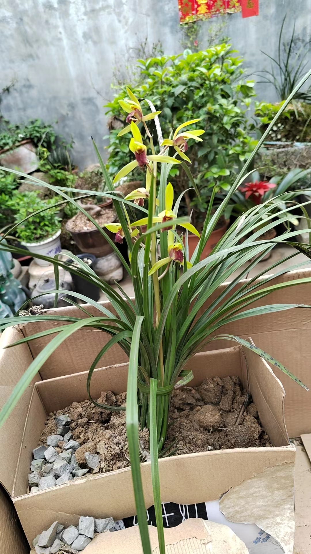 直播间兰草一物一拍