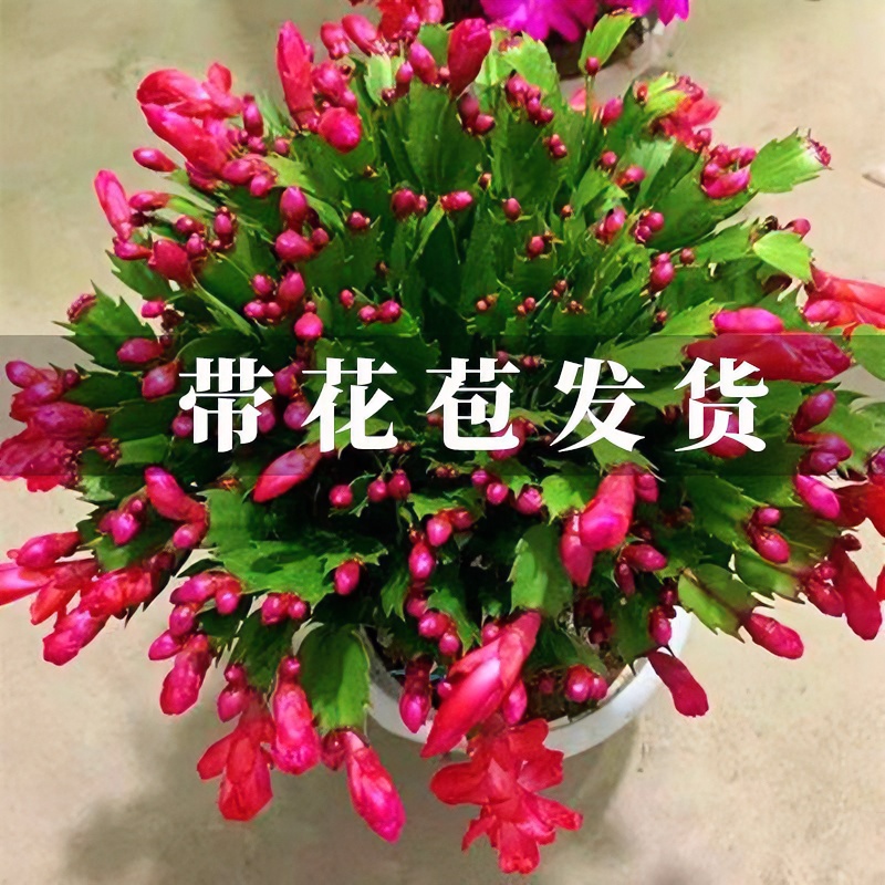 蟹爪兰带花苞四季花卉盆栽盆多层花瓣栽桌面蟹爪莲爆盆多色好养活