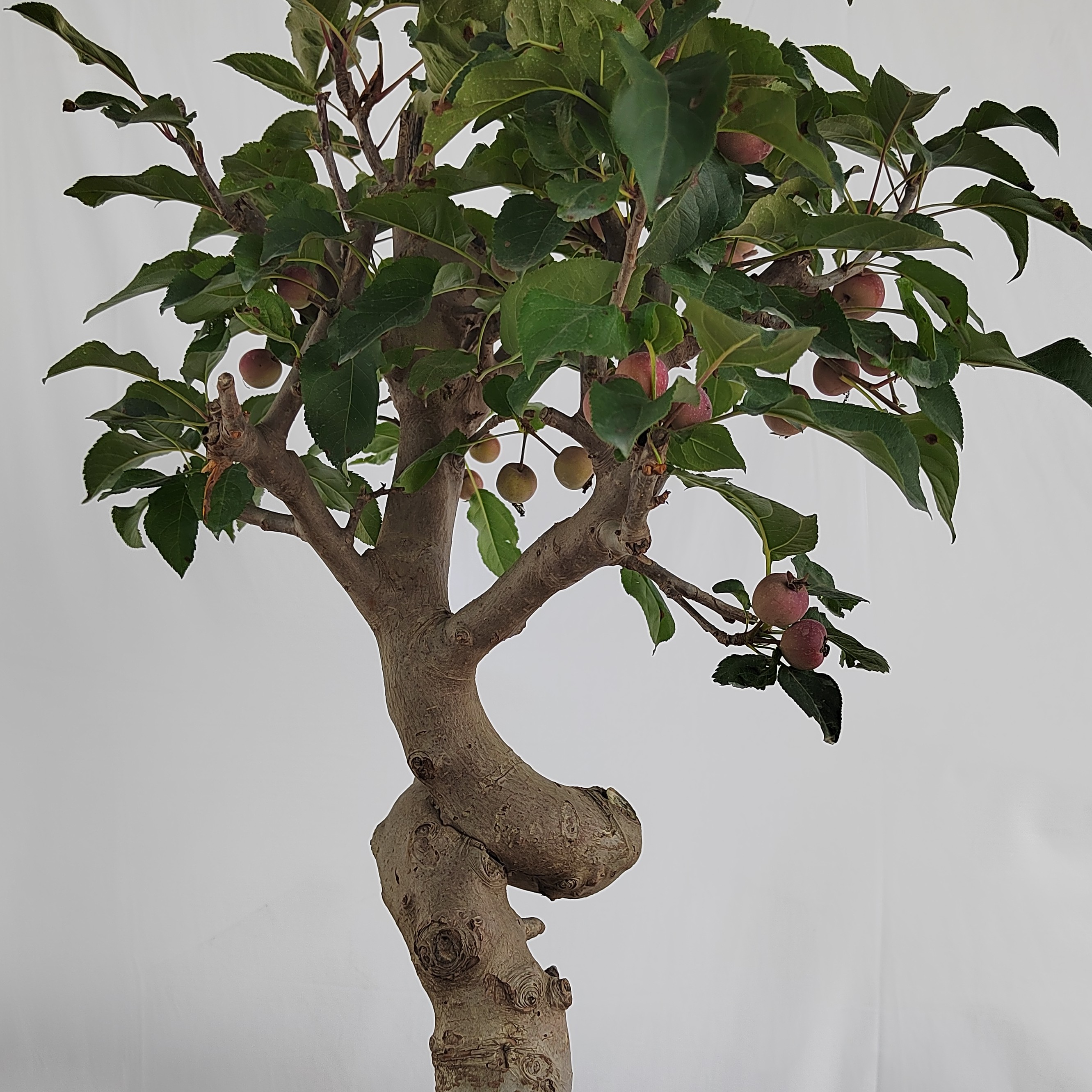 海棠盆景四季海棠各类品种基地直发