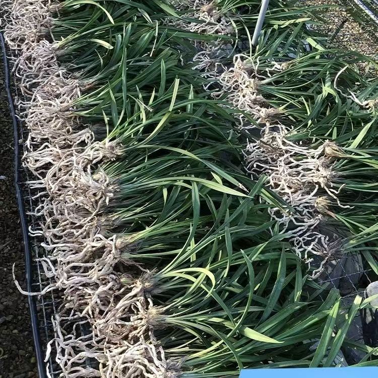 【6个品种苗】四季建兰 春剑 蕙兰 杂交兰等各种兰花