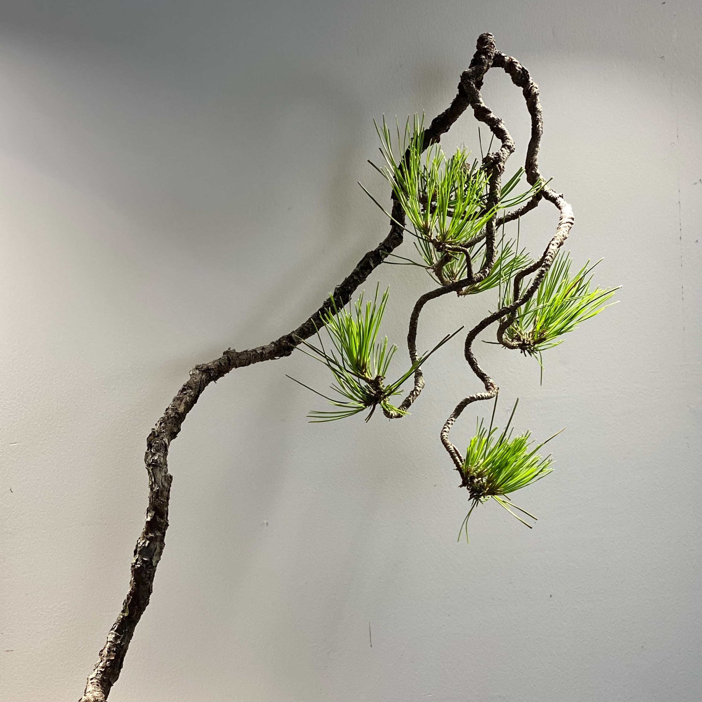 小付盆景销售链接